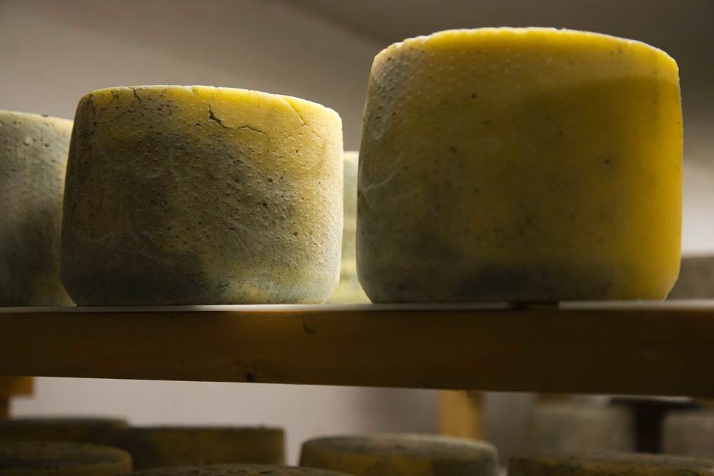 In the Cave: Blue Cheese Aging